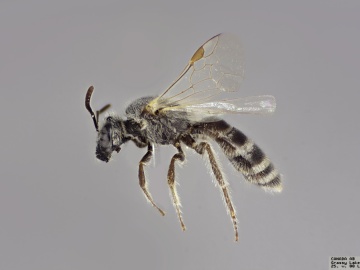 [Lasioglossum lusorium female thumbnail]